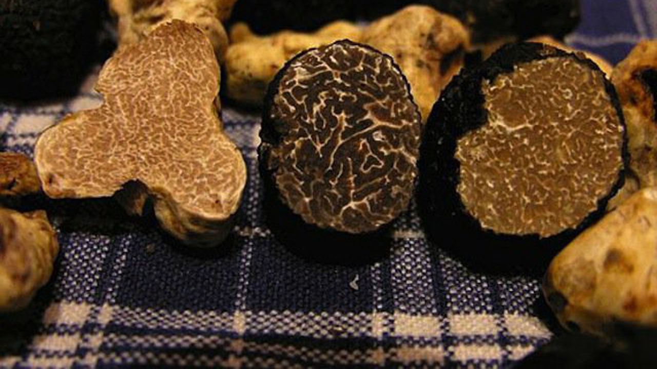 Тазгодишната реколта от черни трюфели в Родопите е повече от