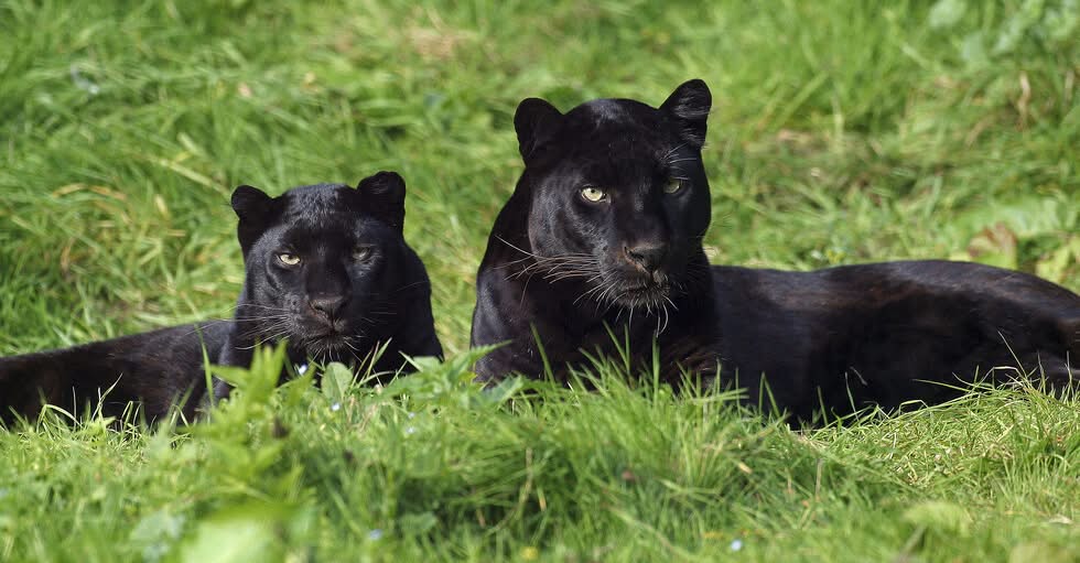 Тревожна информация около черния леопард и неговото изчезване край Шумен