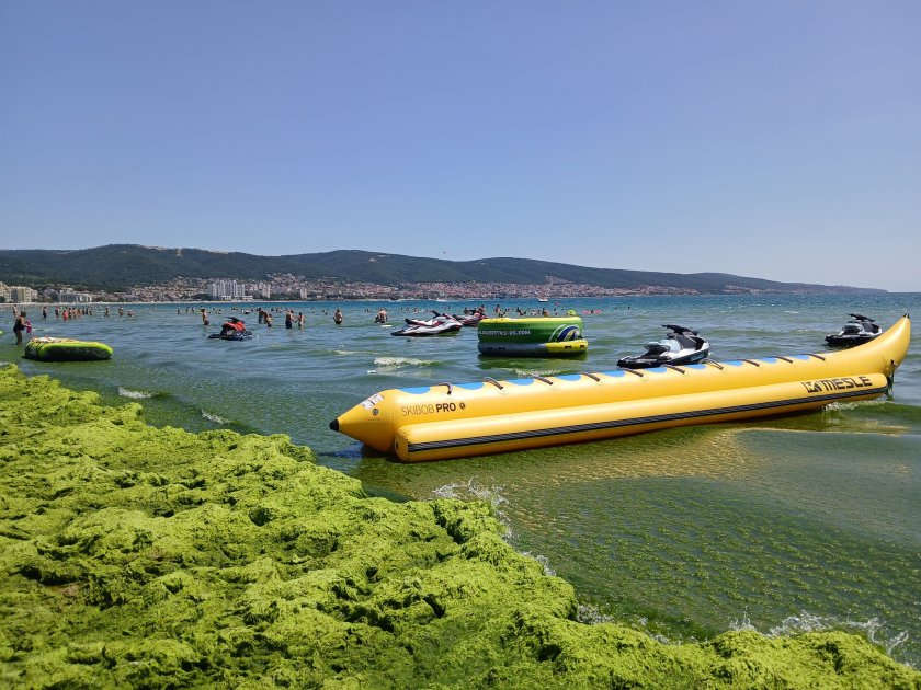 Бреговете на редица плажове по родното Черноморие позеленяха от водорасли