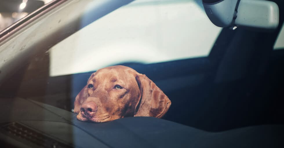 60 годишна българка беше задържана и глобена с 1000 евро за