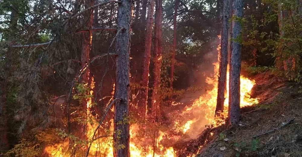 Задържаха 18 годишен младеж подпалил пожар в покрайнините на село Безмер