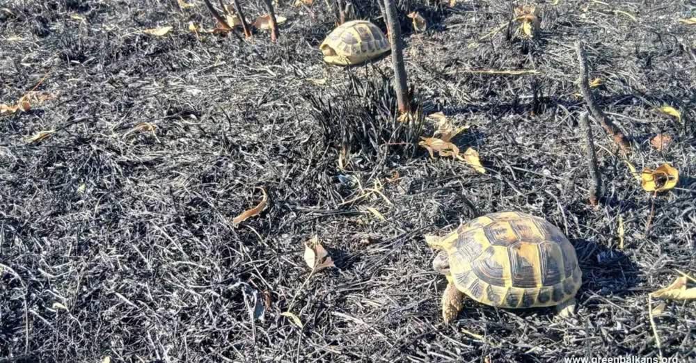 Екип и доброволци на Спасителния център на Зелени Балкани откриха 32