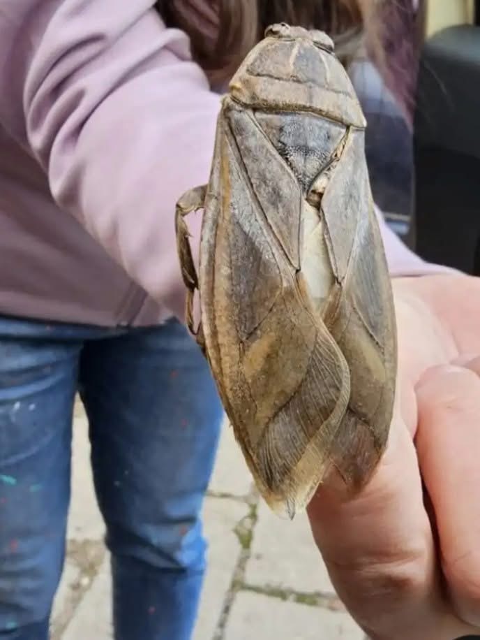 Гигантска водоплавка беше заснета в курортното селище Лозенец а снимката