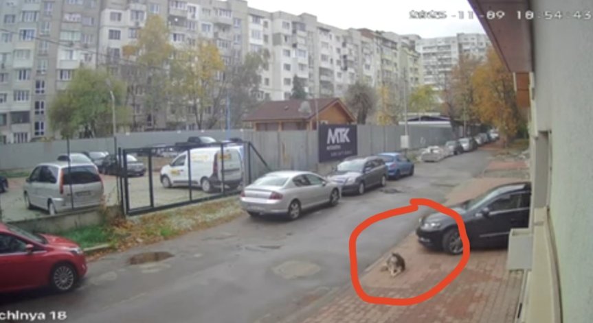 Куче в софийски квартал е било прегазено и убито става