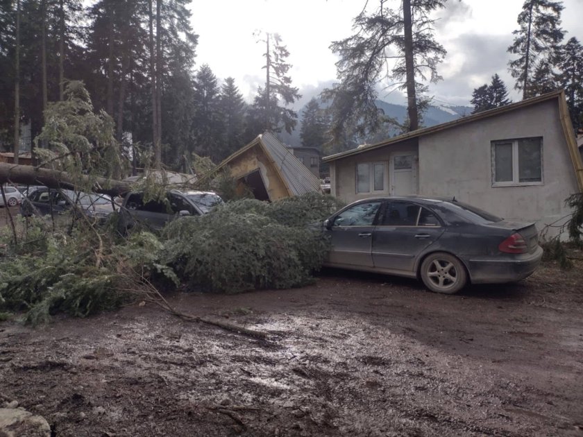 Силният вятър прекърши борове в курорта Боровец съобщи Meteo Bulgaria